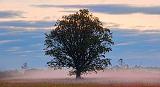 Lone Tree_19244-6